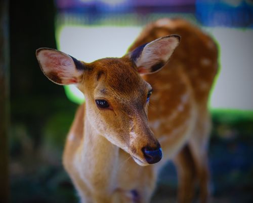Satpura Tiger Reserve